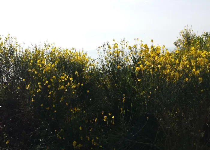 Antemare Couette-café